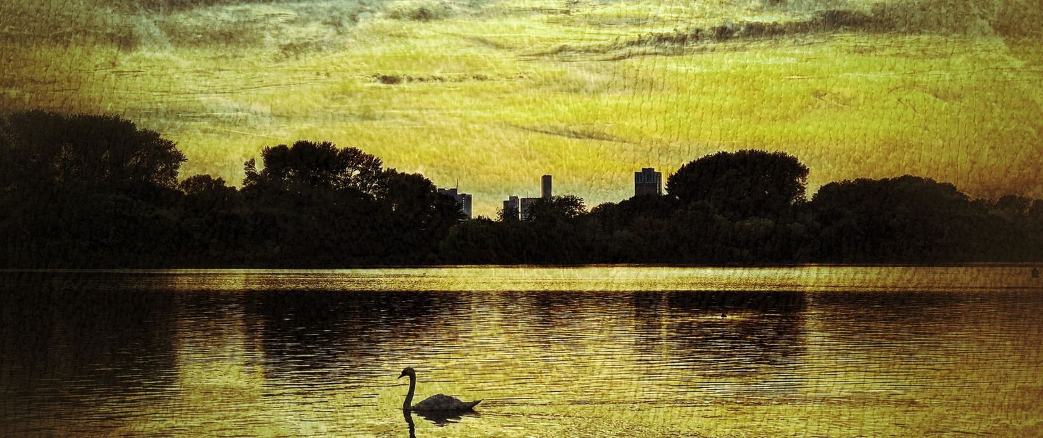 paul heaney photography store swan on lake skyline