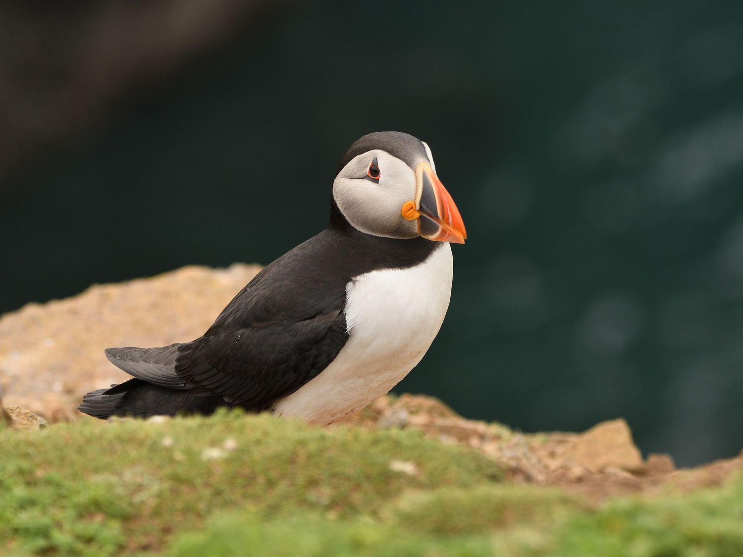 Puffin photographed at The Wick Skomer Island Wales
