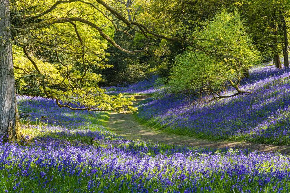 Kinclaven Bluebells