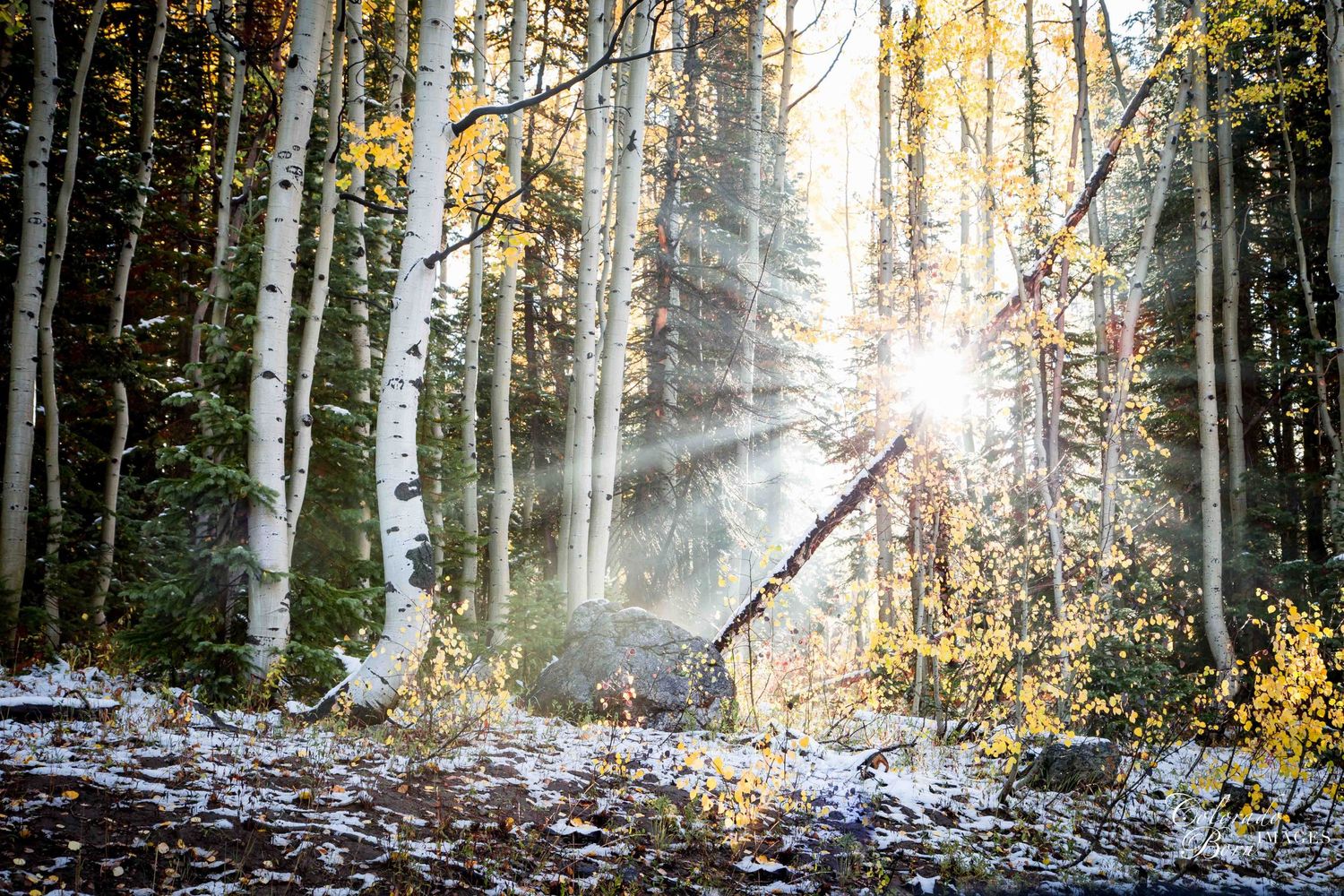 Aspen Art Wall Decor