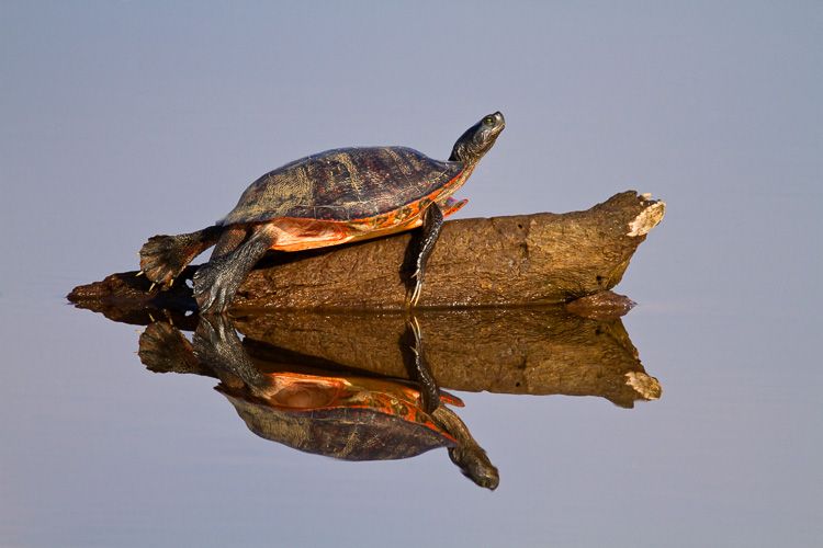 Red-Bellied Turtle with reflection on log, Blackwater National Wildlife Refuge, Maryland