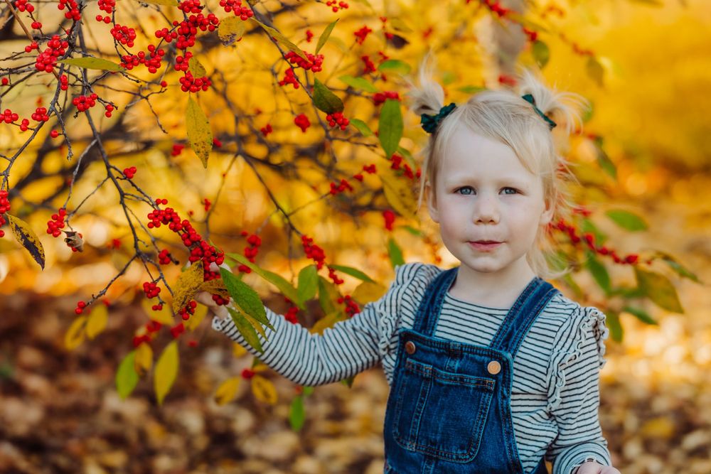 A child in striped shirt and overalls picking red berries in fall foliage.