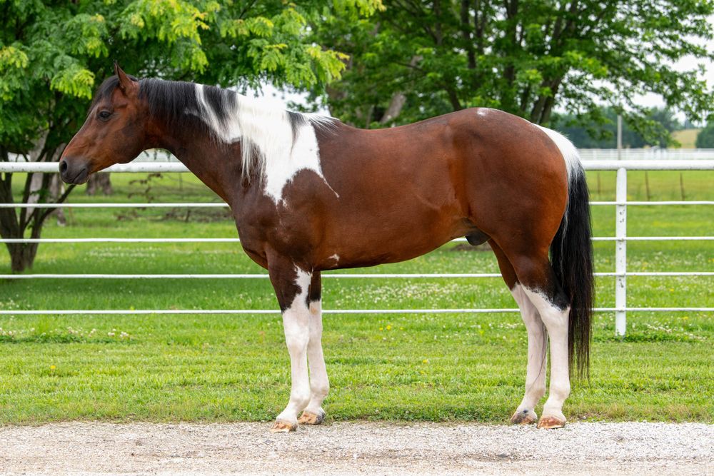 horse standing in a lush green pasture with white fencing.