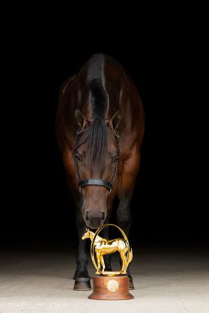 Horse sniffing a trophy in dramatic dark lighting.
