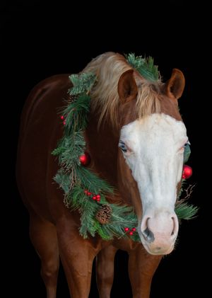 Brown horse wearing a festive Christmas wreath with red berries against a dark background.
