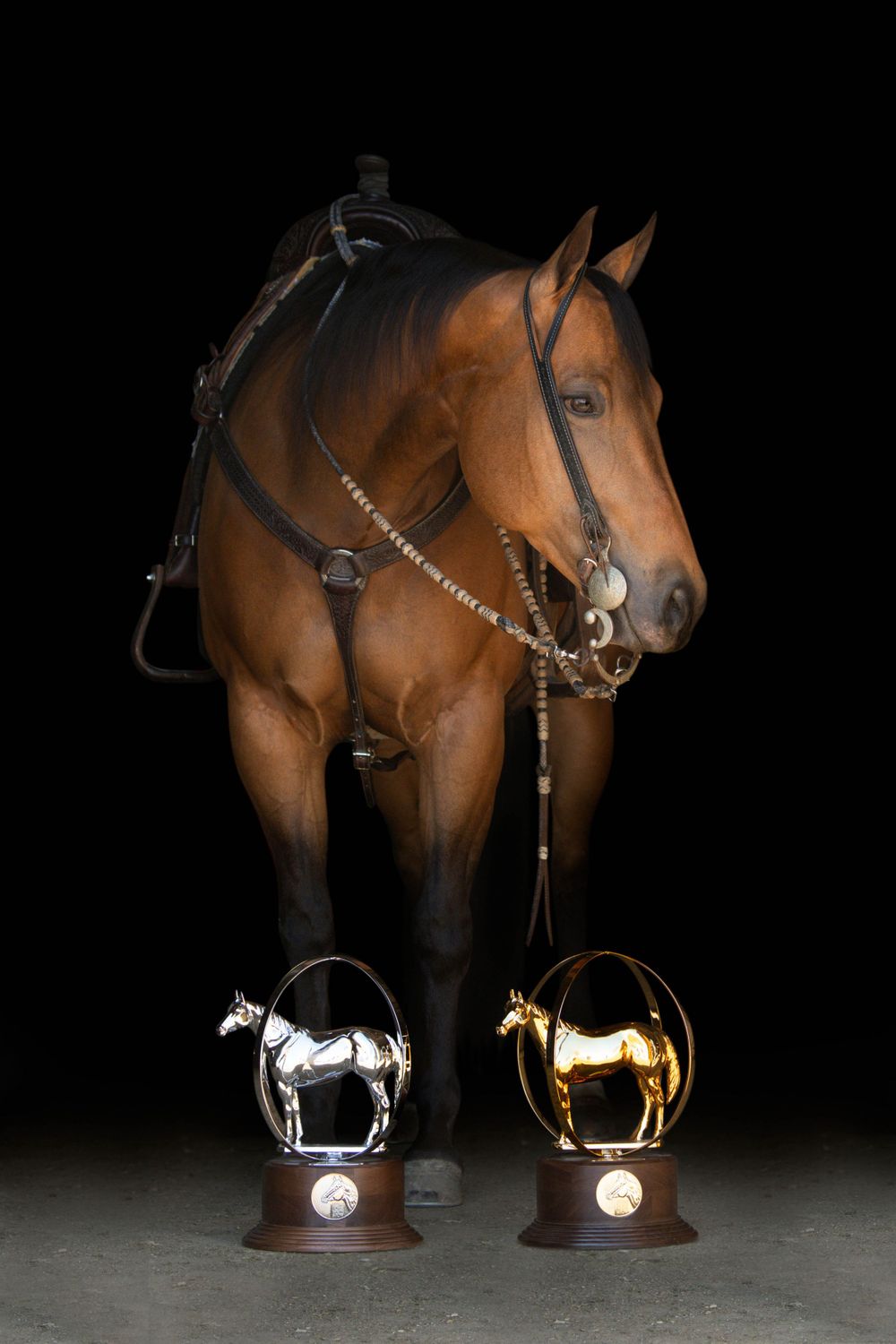 Bay horse standing proudly with two equestrian trophies displayed at its feet against a black background.