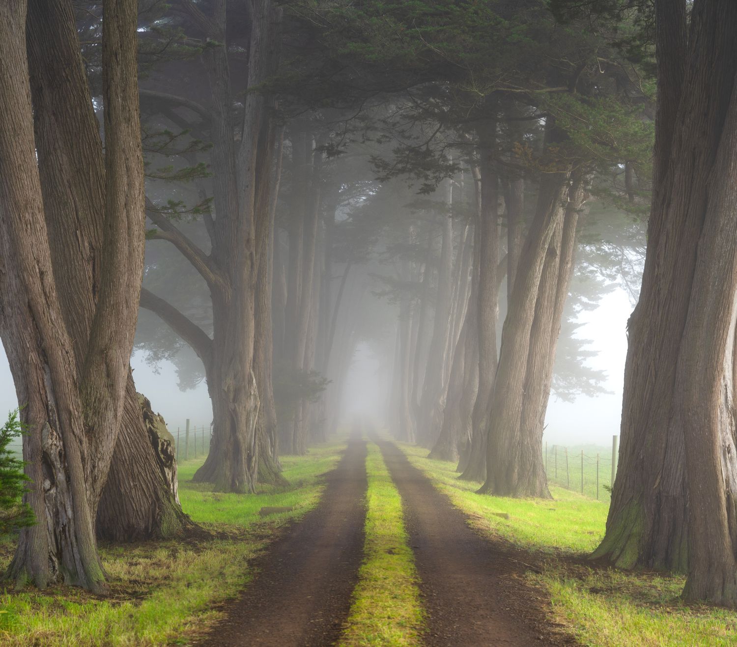Misty tree-lined dirt road through towering cypress trees creates ethereal tunnel effect.