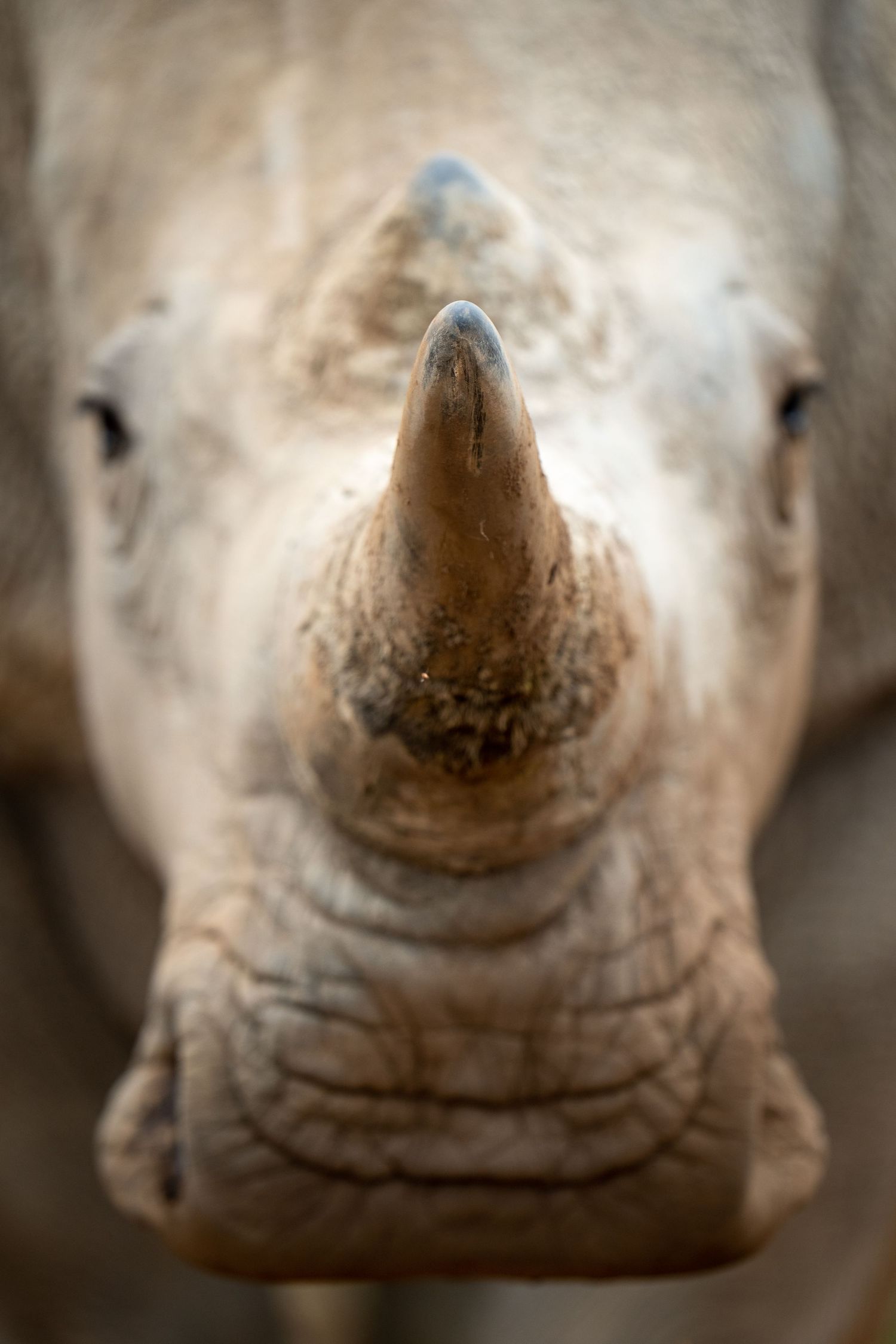 Close-up front view of a rhinoceros face showing textured skin and prominent horn.