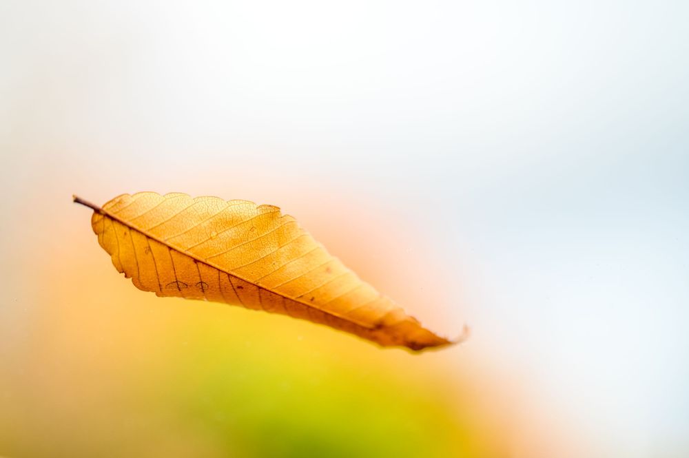 Close-up of a golden brown dried leaf with soft focus background.