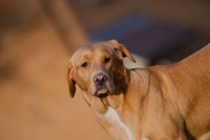 Portret de câine in natura. Ședință foto animale de companie. Fotograf profesionist București si toată România. Preț album foto.