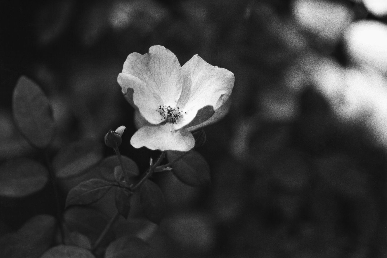 A delicate white flower in black and white photography with soft petals against a dark background.