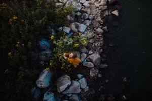 Rocky shoreline with yellow flowers against dark water at sunset.