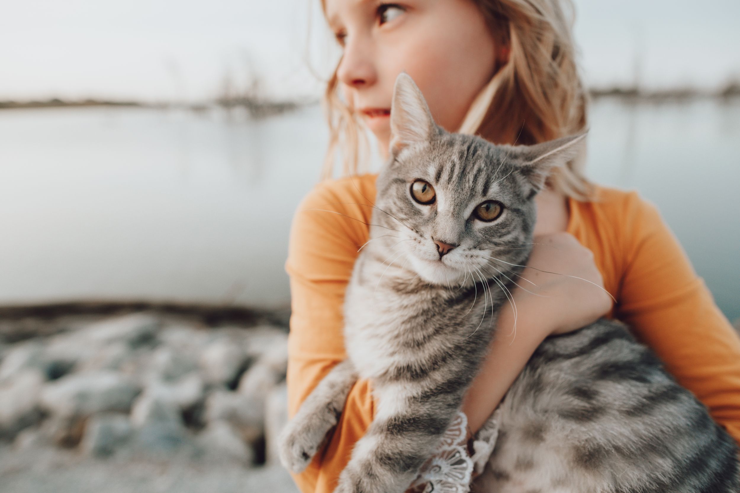 A tabby cat snuggles close in an affectionate outdoor portrait with orange tones.