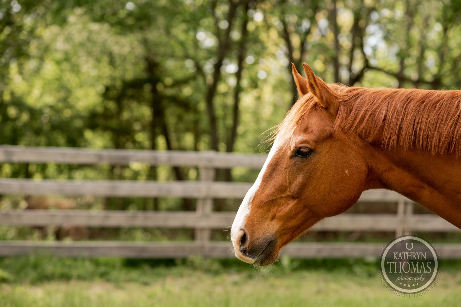 Profile view of a chestnut horse's head against a blurred green background with wooden fencing.