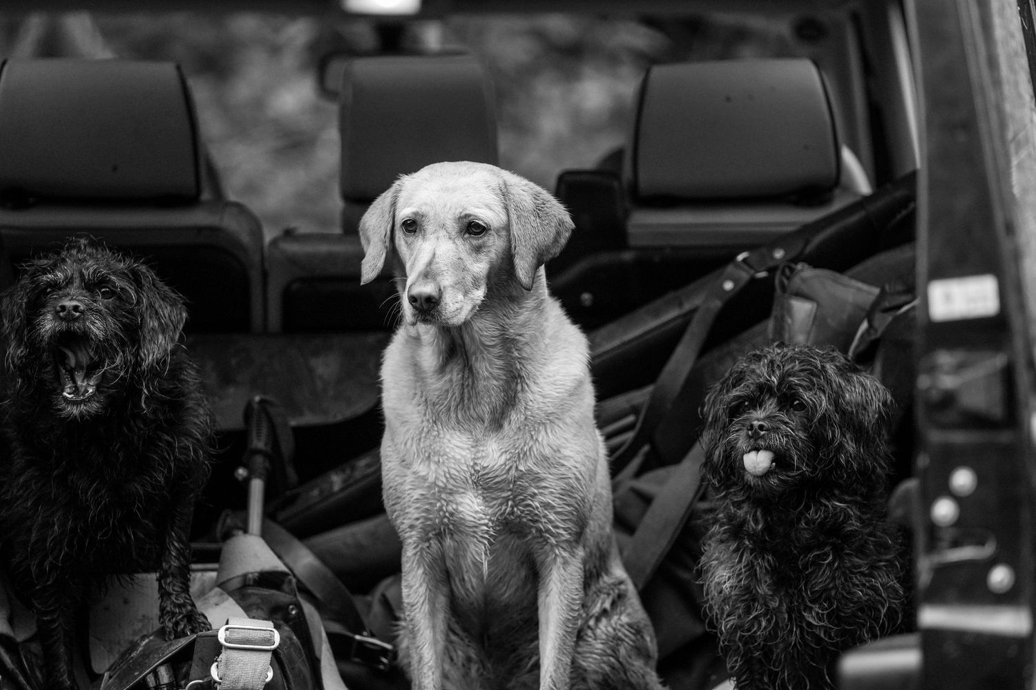 Three dogs sitting in back of car - one yellow lab and two black dogs.