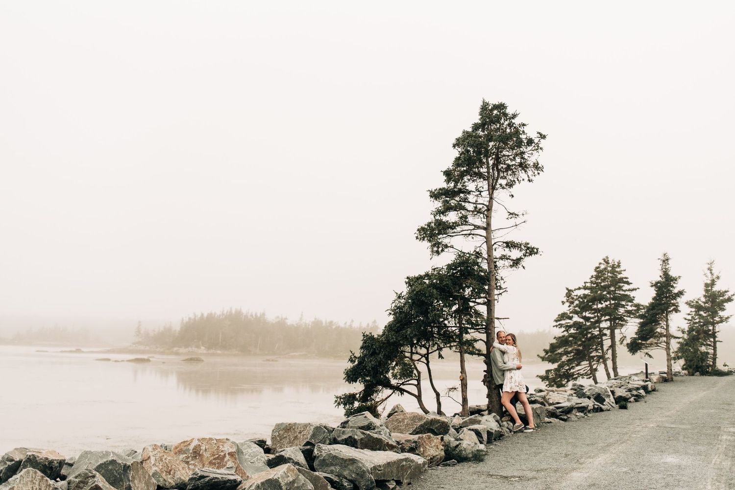Misty coastal landscape with tall pine trees growing along a rocky shoreline.