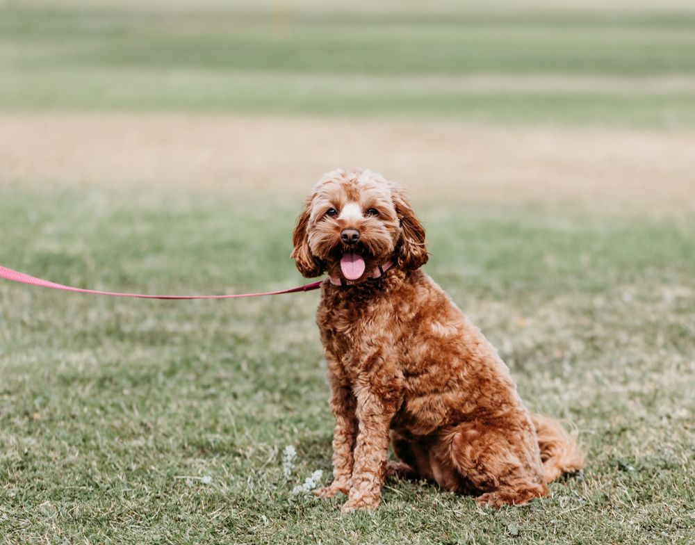 pet photography
