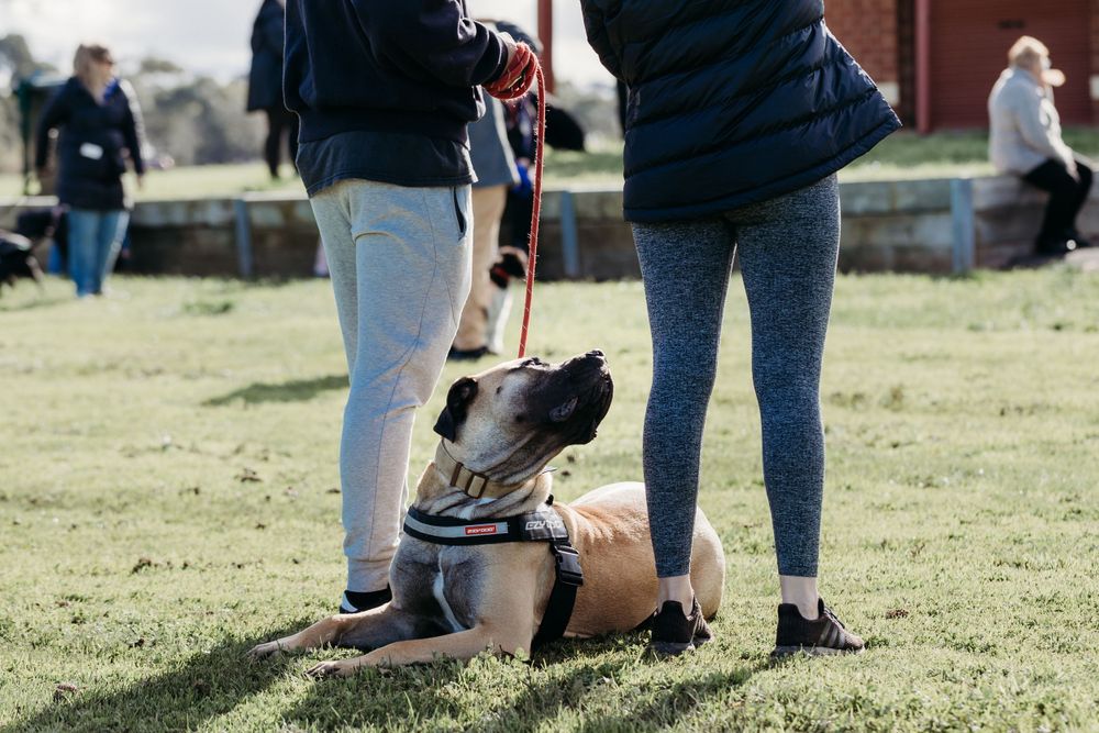 pet photography Werribee Obedience Dog Club WODC