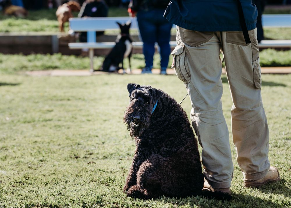 pet photography Werribee Obedience Dog Club WODC