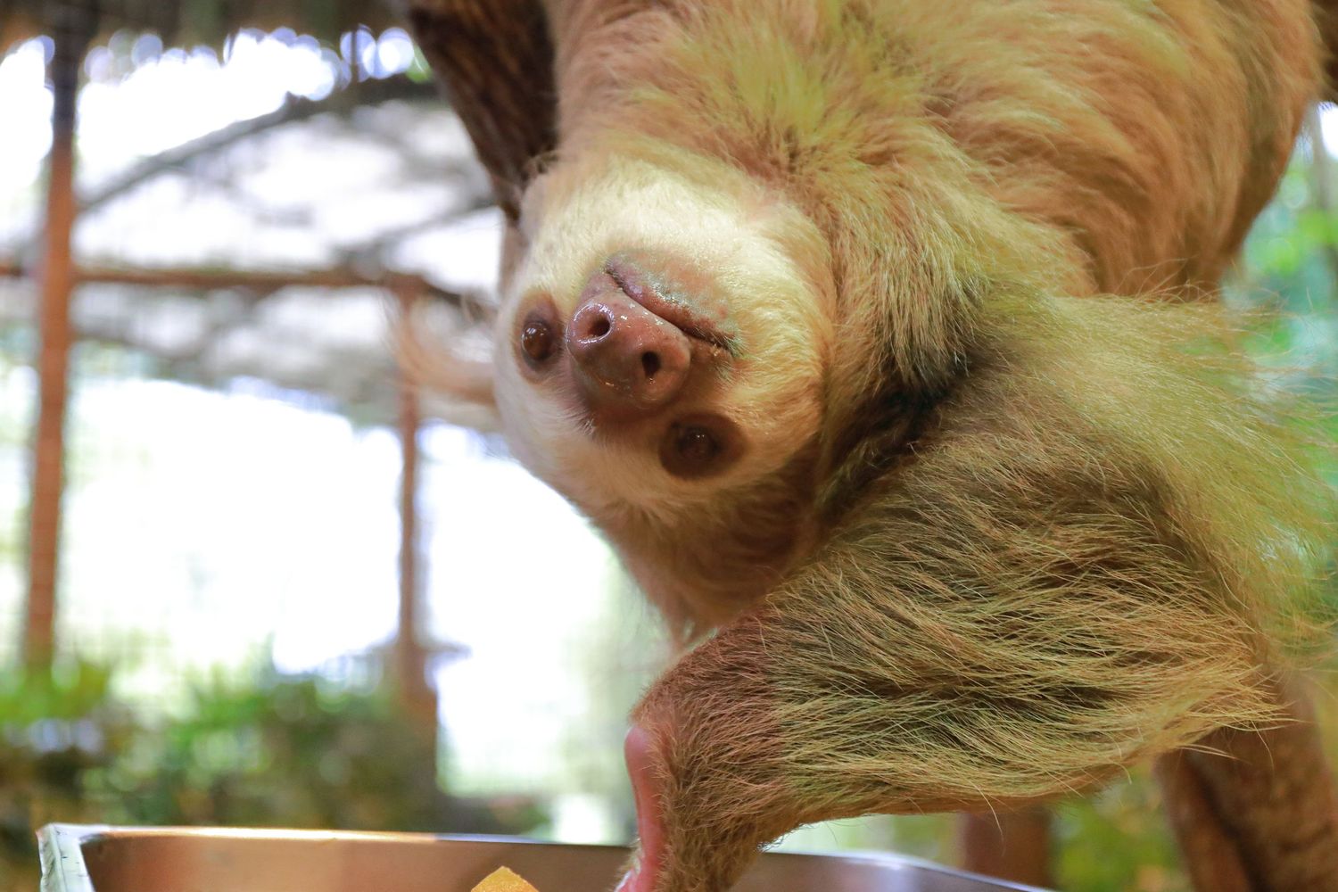 Close-up of a smiling sloth's face with tan colored fur showing its distinctive nose.