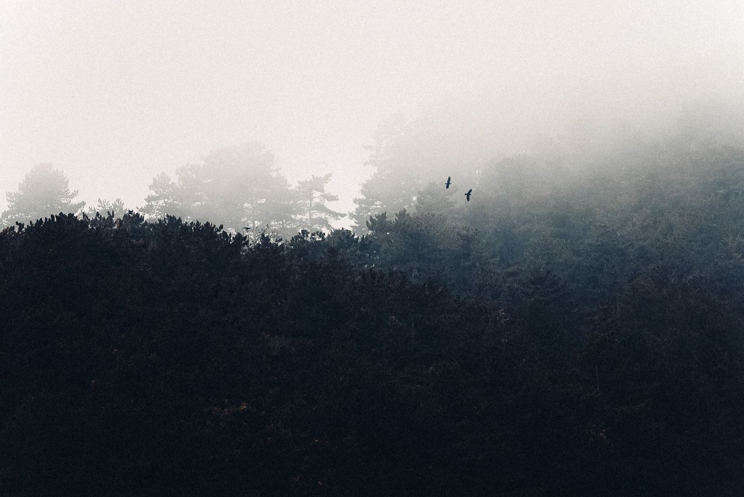 Moody mountain landscape with birds flying through fog and dark silhouetted trees.