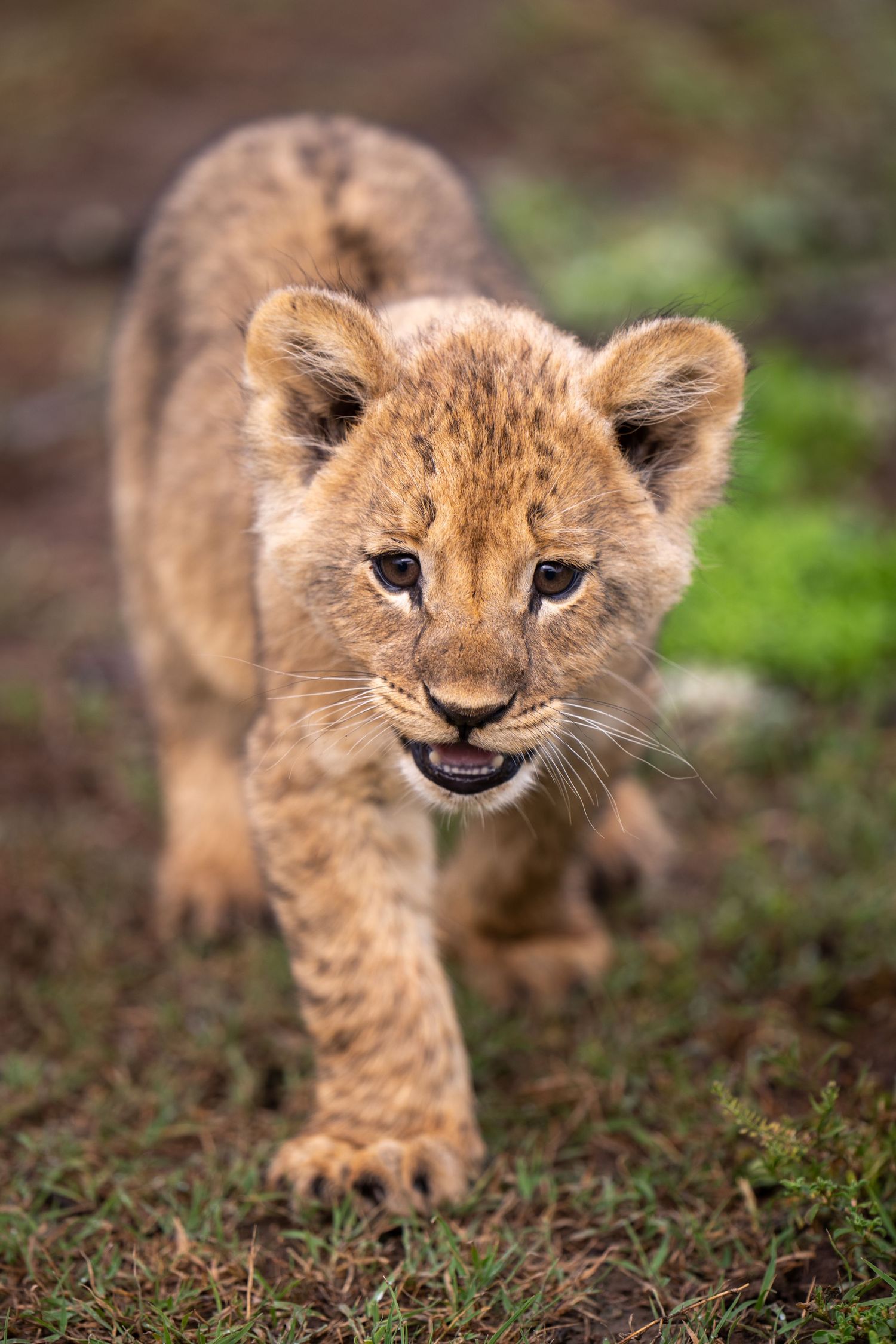 Adorable lion cub showing various playful expressions while sitting in grass.