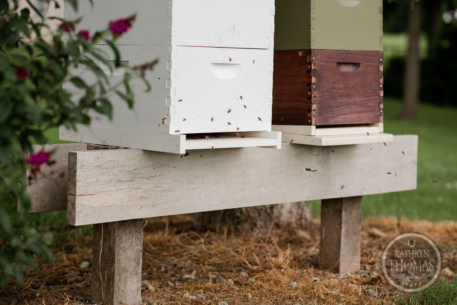 White and brown beehives arranged on a wooden stand in a garden setting.