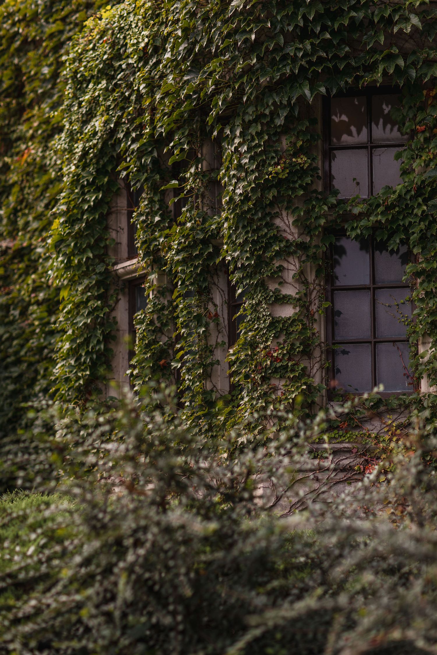 Large ivy vines cover the exterior wall of a building with vintage windows.