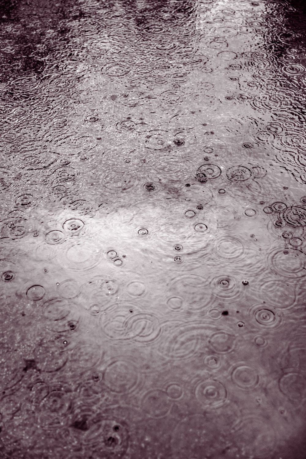 Raindrops creating circular ripples on a dark wet surface.