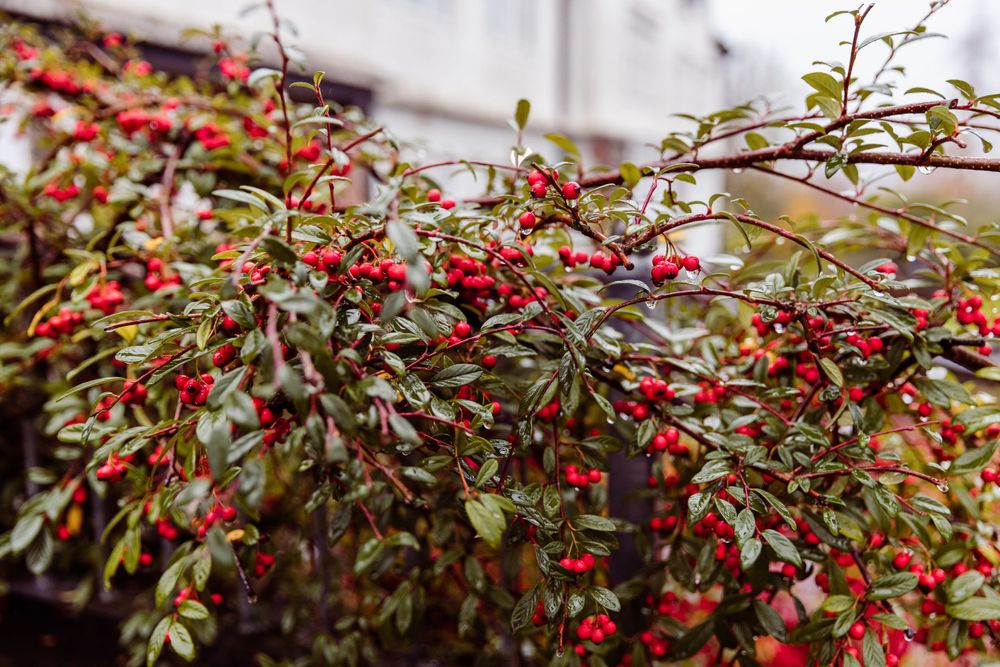 Close-up of red berries growing on branches with green foliage in natural light.