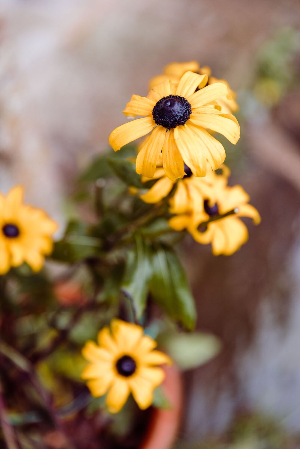 Vibrant yellow black-eyed susan flower in bloom against blurred natural background.
