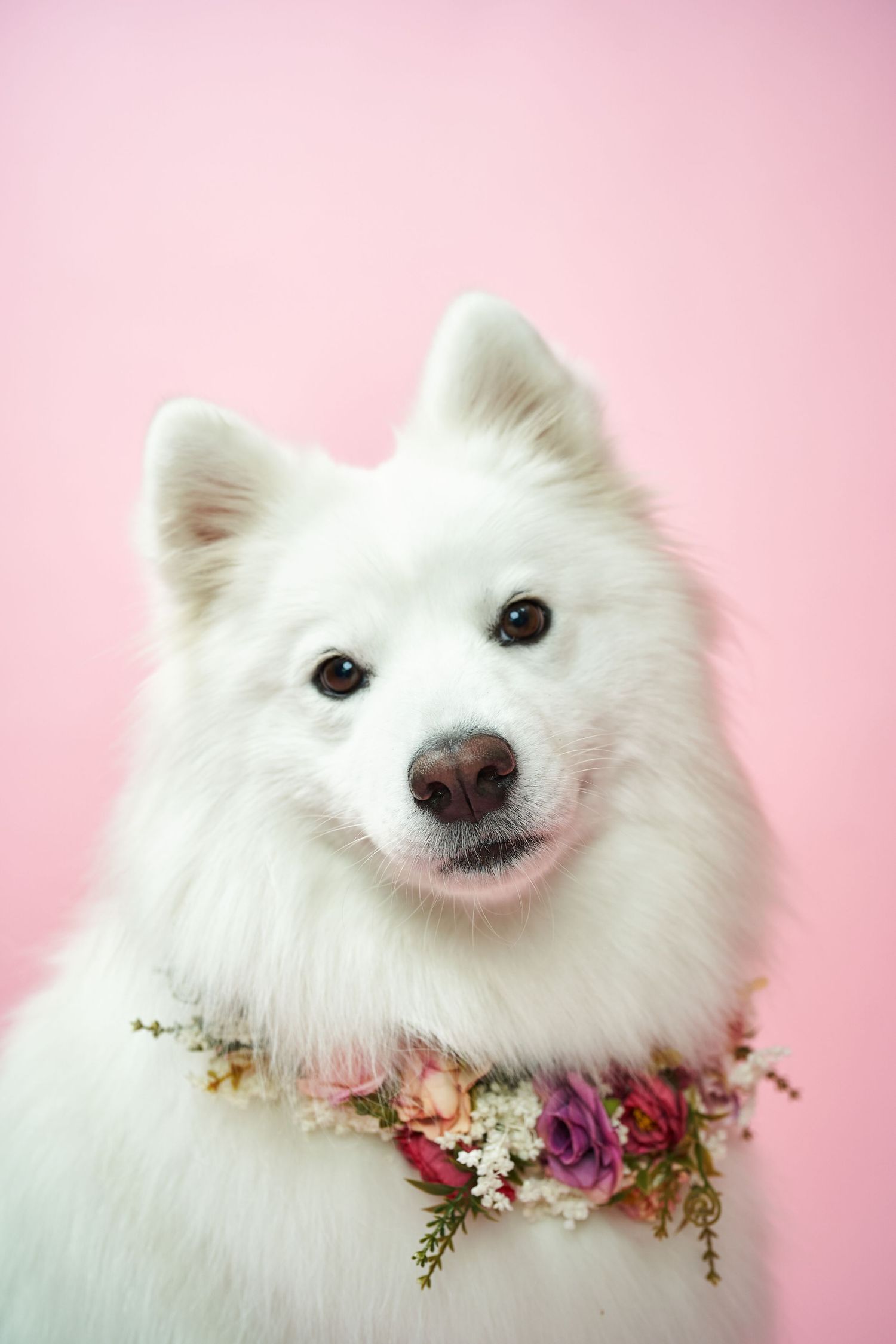Smiling white Japanese Spitz dog wearing floral collar against pink background.