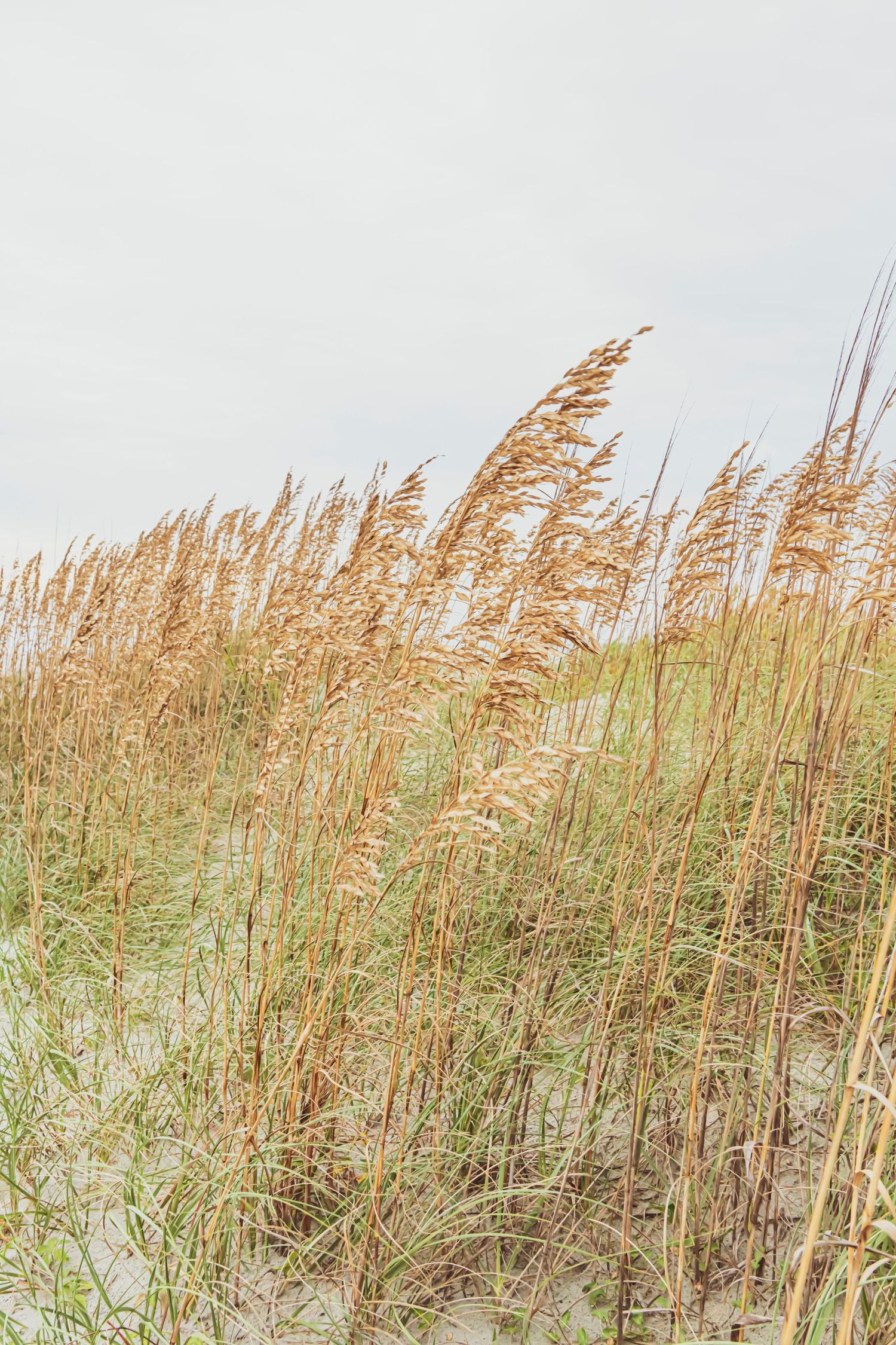 Wheat colored sea grass blowing in the wind