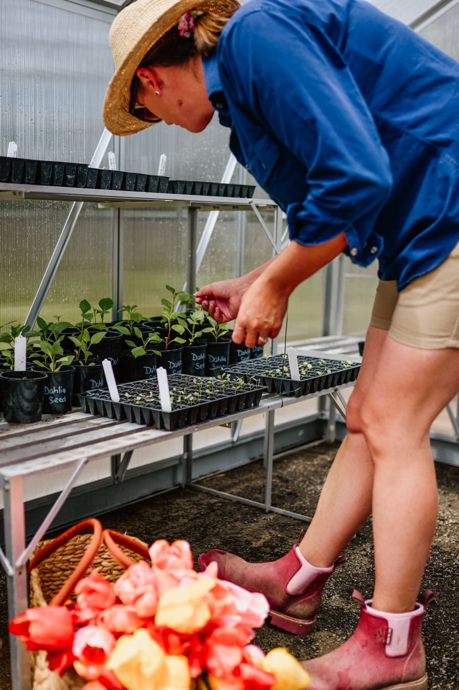 Gardener in greenhouse working or potting seedlings with fresh cute flowers in a basket next to her