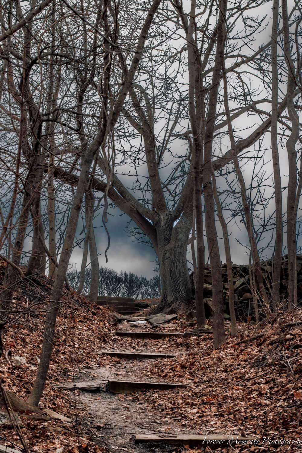 Wooden steps winding through bare trees and fallen leaves in autumn forest.
