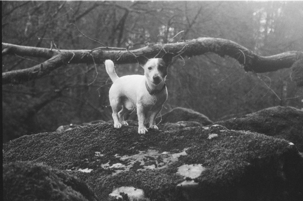 small dog