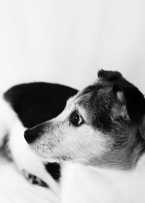 Black and white close-up portrait of a Jack Russell Terrier dog looking sideways.