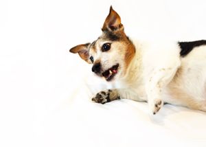 Jack Russell Terrier dog lying down with mouth open on a white background.
