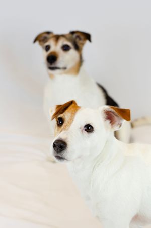 Two Jack Russell Terrier dogs posing together on a white background, one in focus in the foreground.