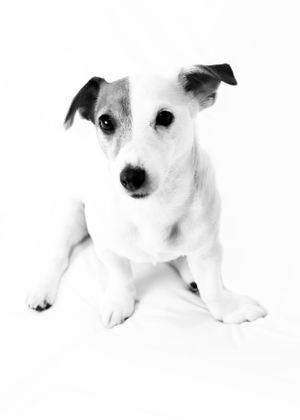 Black and white studio portrait of an adorable Jack Russell terrier puppy sitting on white background.