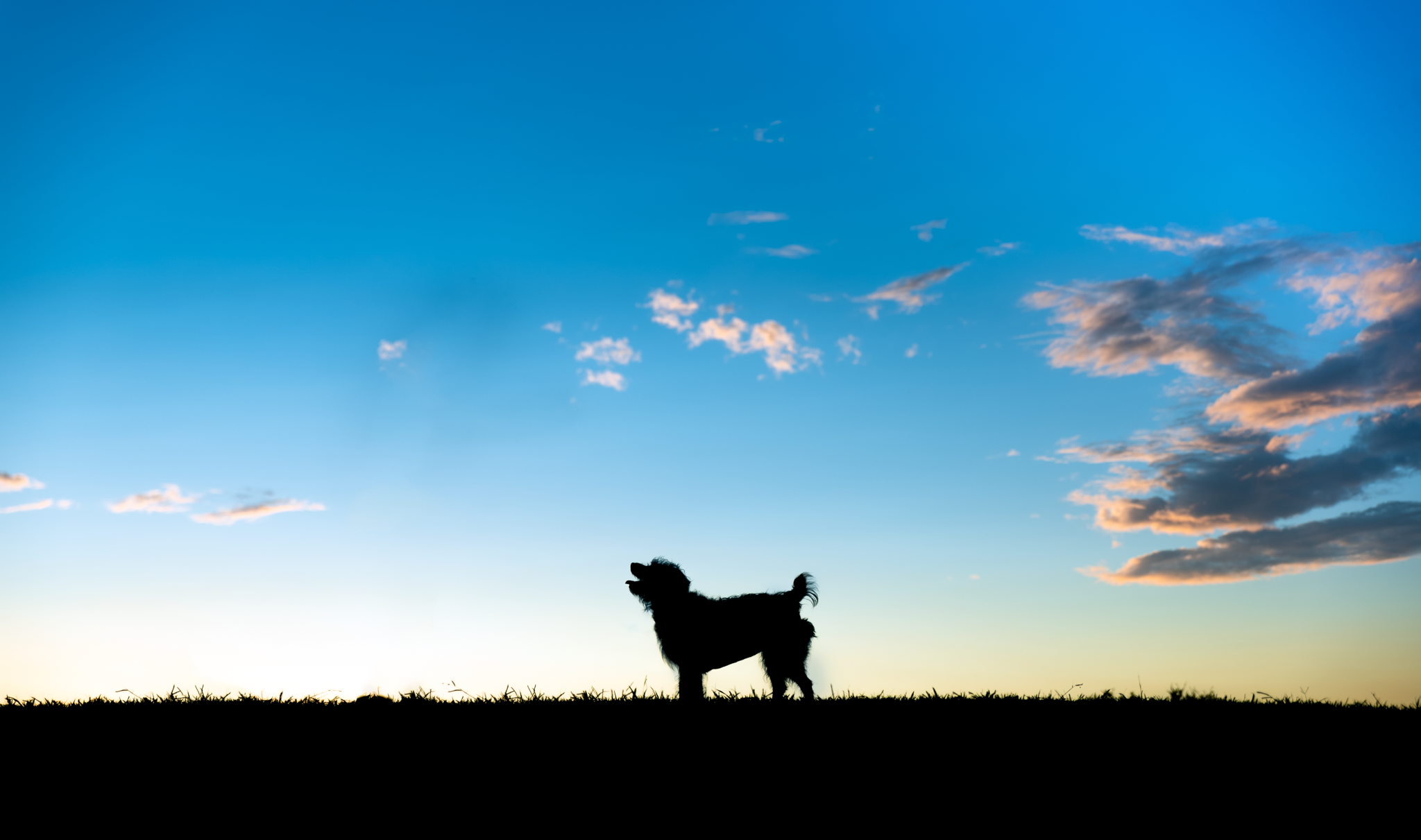 terrier dog silhouette at sunrise in Houston texas