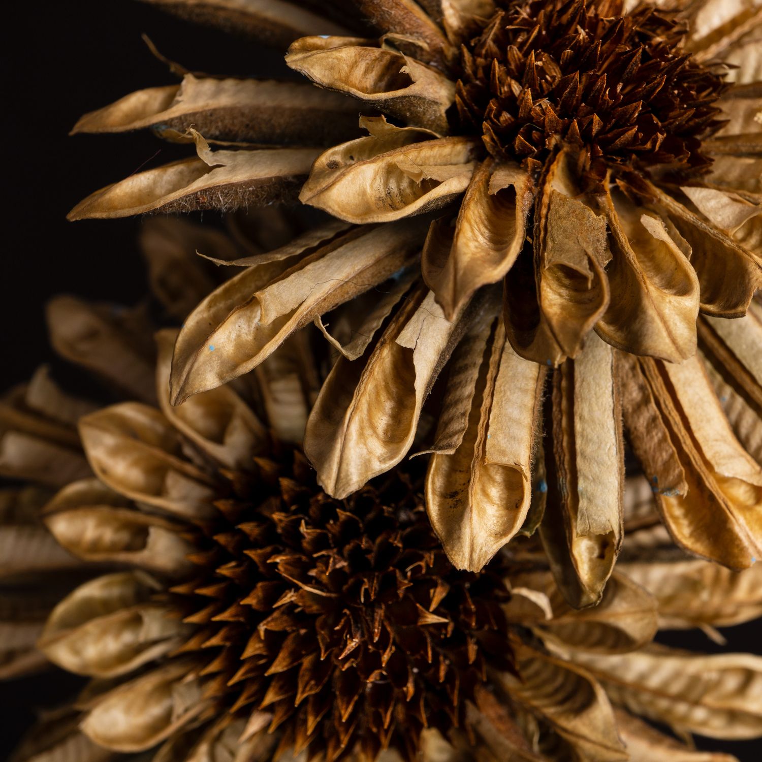 Fotografia de producto flor seca para decoración