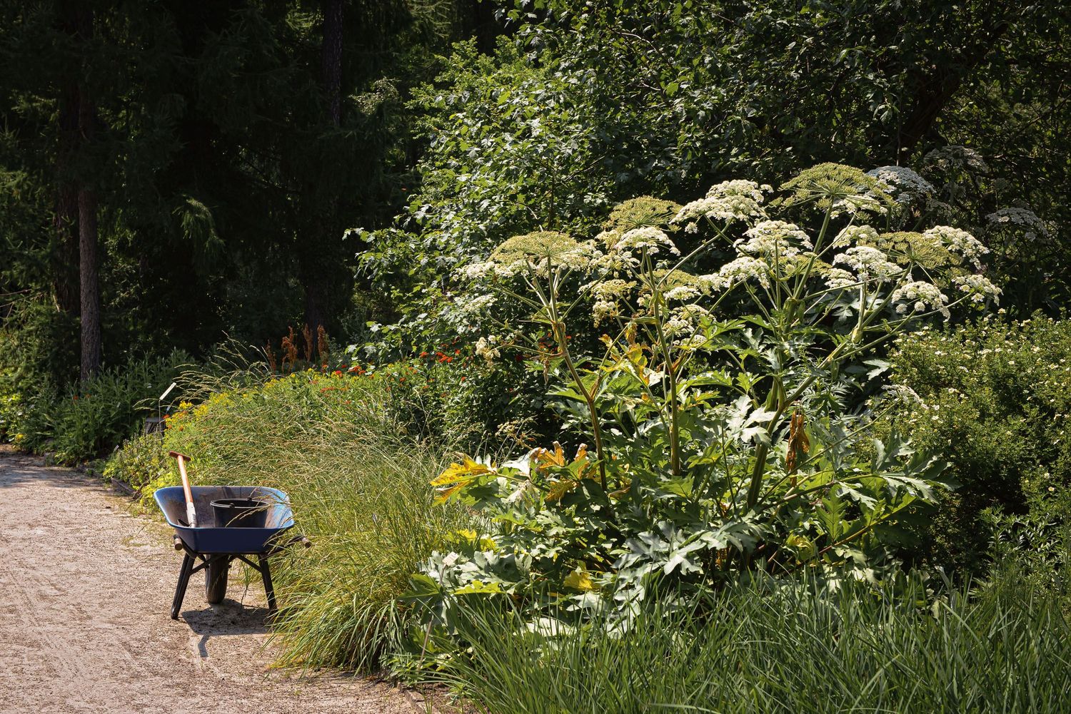 The Apiaceae (Celery) Family - The Grizzly Forager: The Definitive Guide to  Foraging with Kids