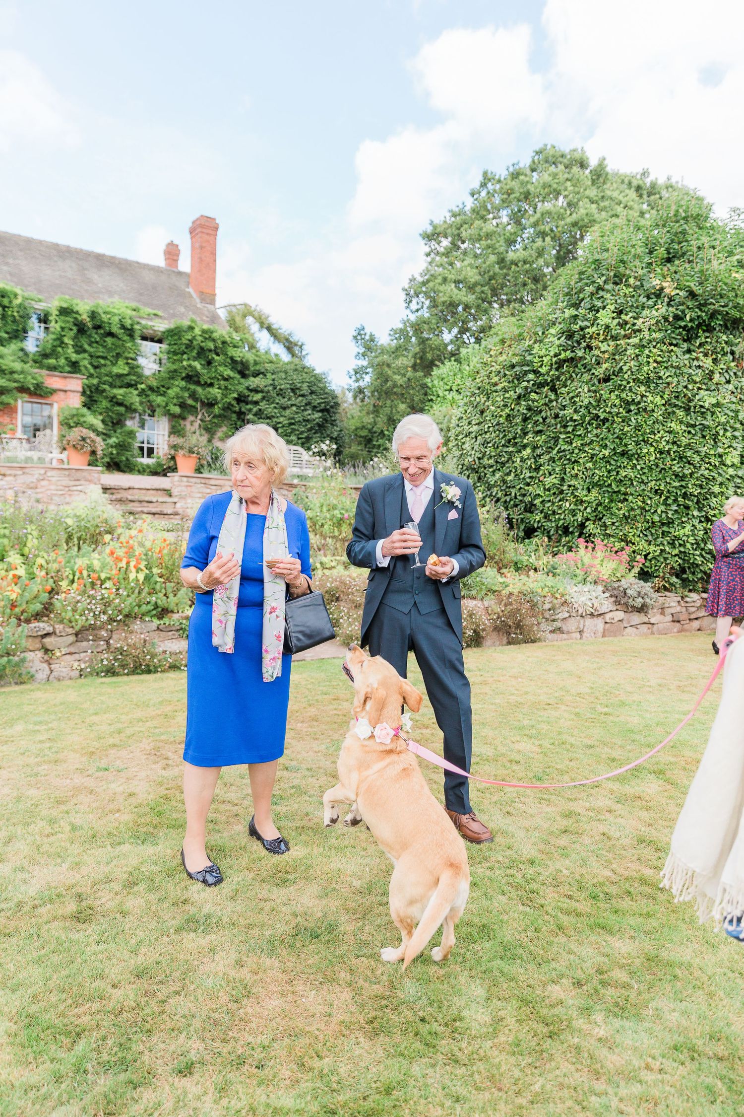 Hayley Elizabeth Photography Dogs at weddings labrador excitedly jumping with guests at Lyde Arundel Herefordshire