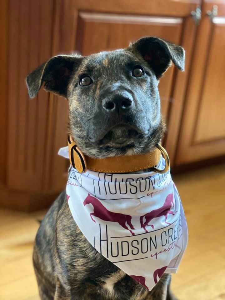 Hudson Creek Equestrian branded bandana