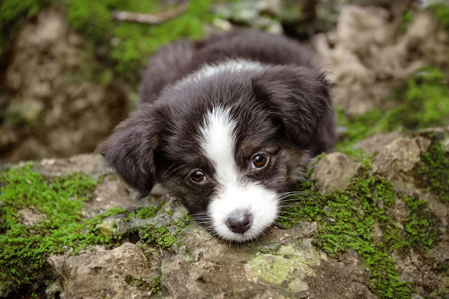 Puppy portrait, a black and white border collie puppy with soulful eyes resting on mossy rocks.