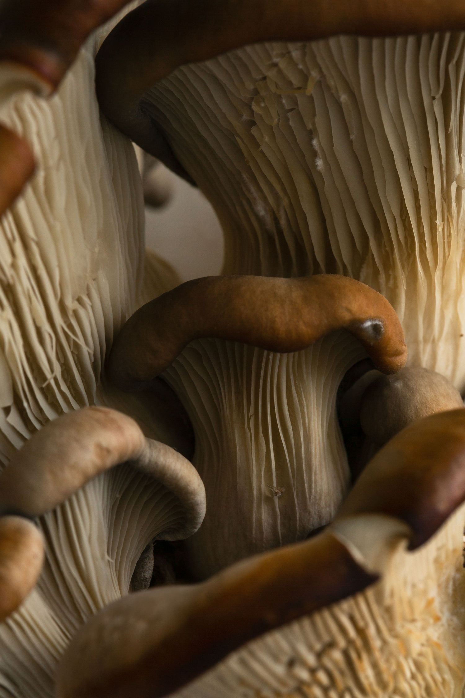Mushroom macro