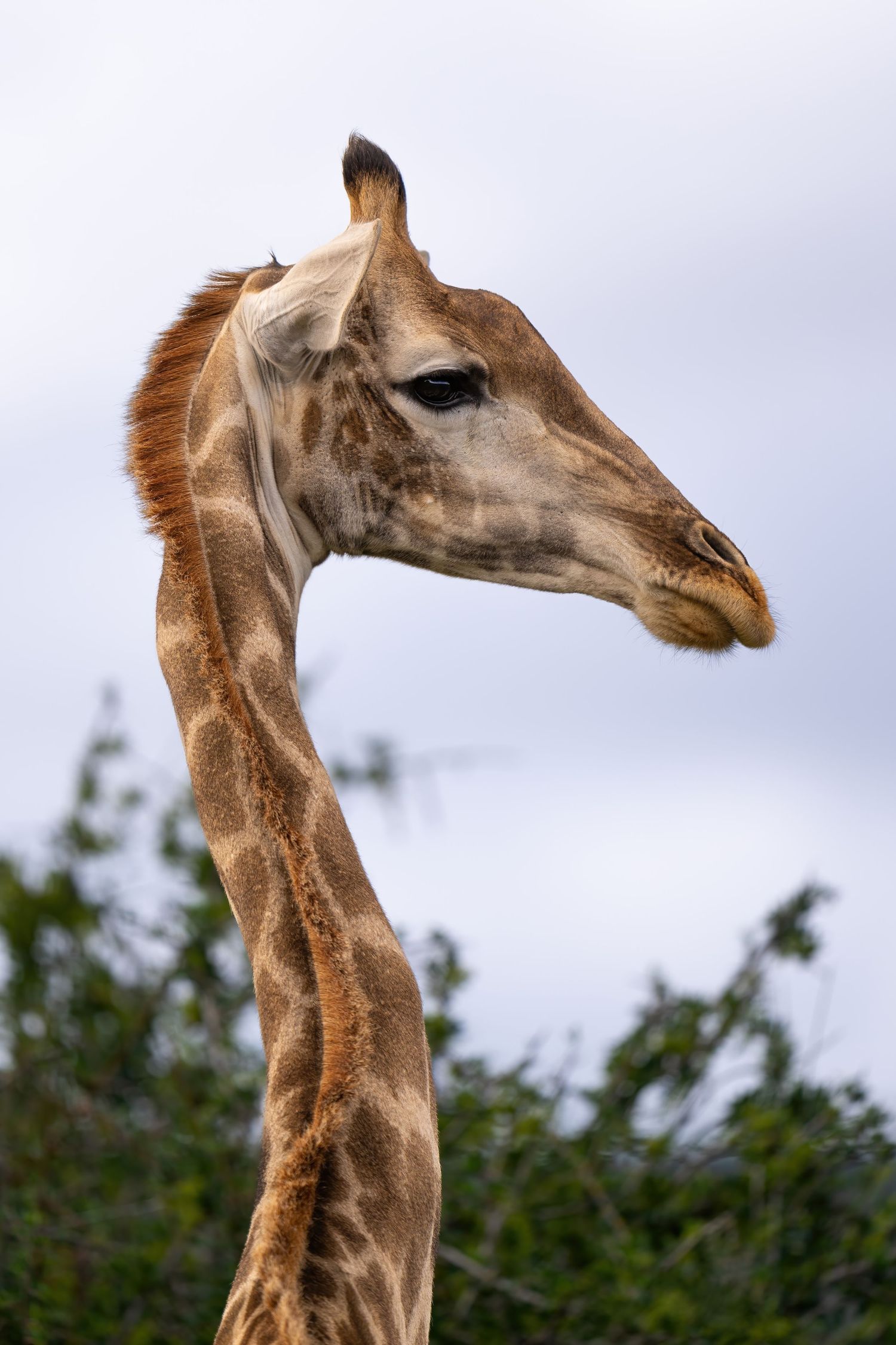 Close-up profile of giraffe's long neck and head against cloudy sky.