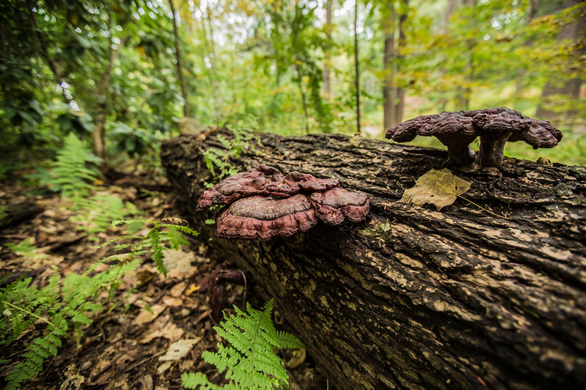 Mushrooms  Landscape Photography ©Chad Foster Photography