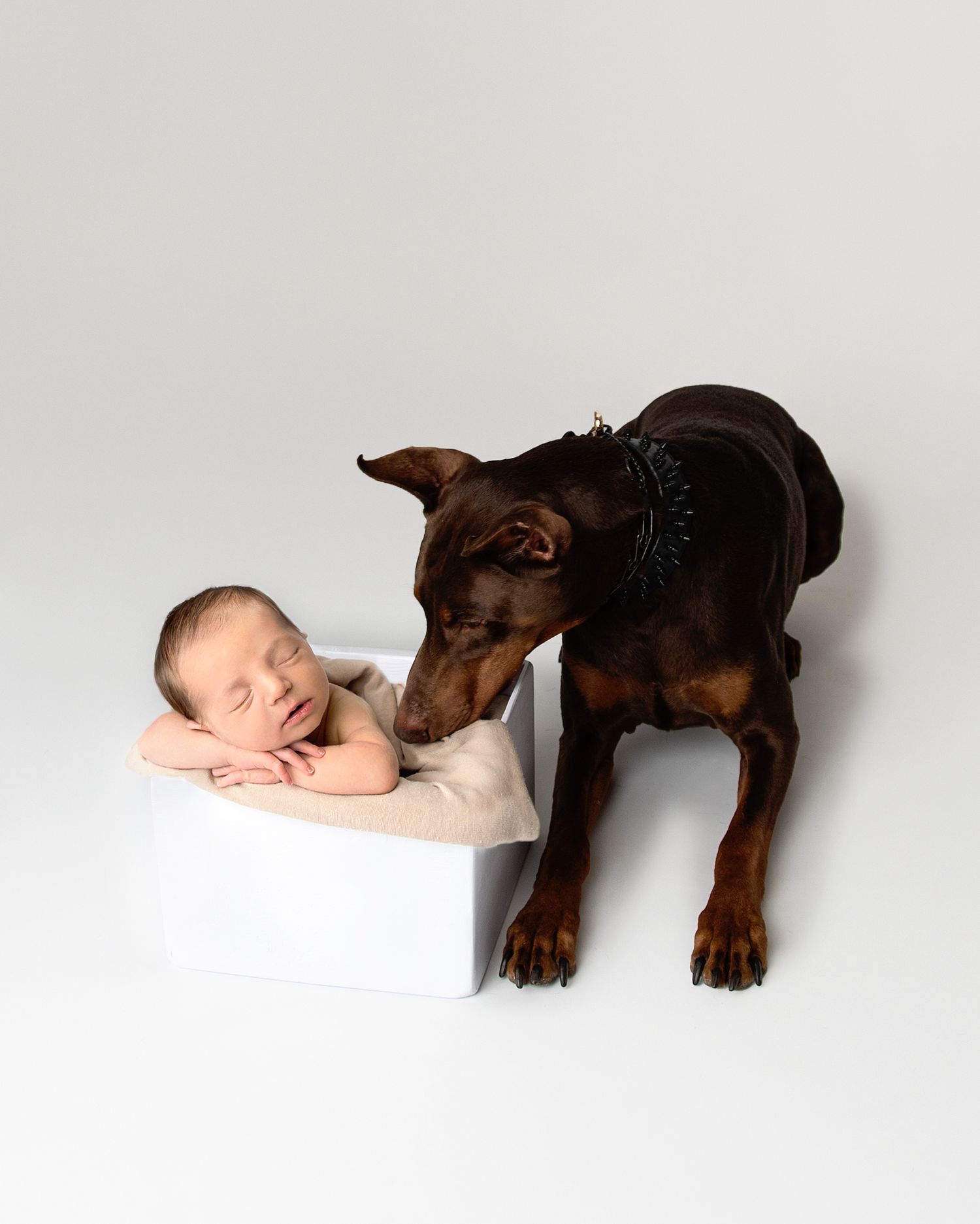Newborn Crew with Doberman Puppy | Berea Ohio